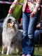 Collie rough - Snapshot of our Grace from dogshow.