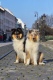 Collie rough - All I Want is You *Jaylin* & Amadeus Mozart Yaless Blue *Dexter*