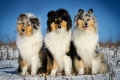 Collie rough - Yaless Blue Collies