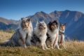 Collie rough - My Collies and their friend smooth Collie Tara on the hike in Tatras