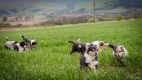 Collie rough puppies - Šantiace šteniatka