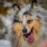 Kólia dlhosrstá - Najšťastnejší pes na svete :)