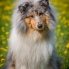 Collie rough - All I Want is You Yaless Blue - 4 roky / years