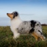 Collie rough - All I want is You - 17 weeks (4 months)