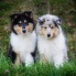 Collie rough - All I want is You & bro Amadeus Mozart - 13.5 weeks