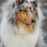 Collie rough - All I Want is You - 19 months