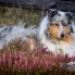 Collie rough - All I Want is You Yaless Blue - 5 rokov / years