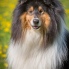 Collie rough - Amadeus Mozart Yaless Blue - 4 roky/years
