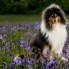 Collie rough - Amadeus Mozart Yaless Blue - 4 roky/years