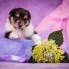 Collie rough puppy - Billie Jean Yaless Blue - 4 w