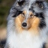 Collie rough - Cmukynka Yaless Blue - 2 roky / years