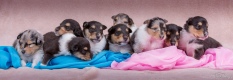 Collie rough - Puppies 20 days