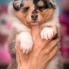 Collie rough puppy - Emoji Yaless Blue - 1 mesiac/month
