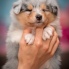 Collie rough puppy - Everything I wanted Yaless Blue - 1 mesiac/month